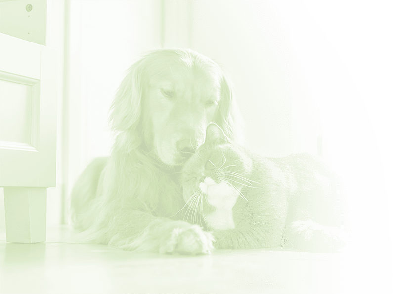 寄り添う犬と猫