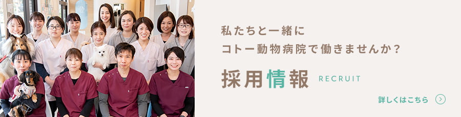 私たちと一緒にコトー動物病院で働きませんか？ 採用情報 詳しくはこちら