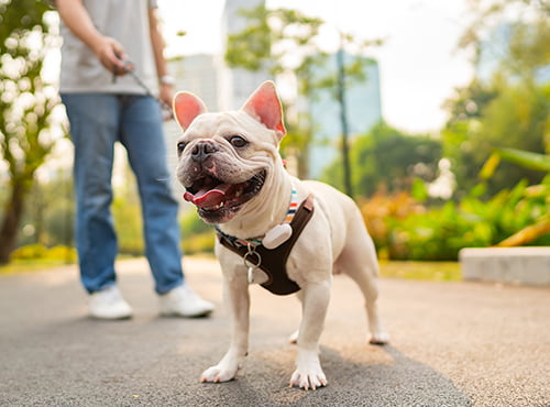 散歩する犬