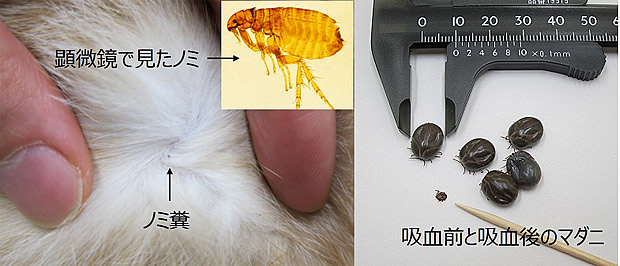 ノミマダニ